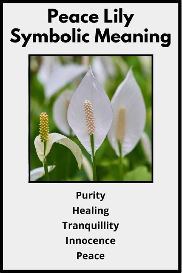 Peace Lily Flower Symbolism: Peace and Tranquility